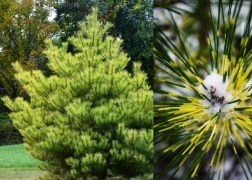 Pinus densiflora Burke s Red Variegated / Japán fenyő